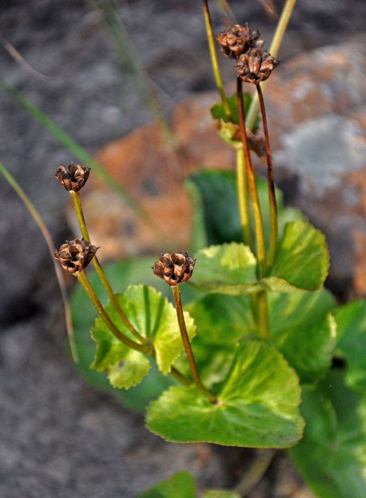 Изображение особи Caltha palustris.