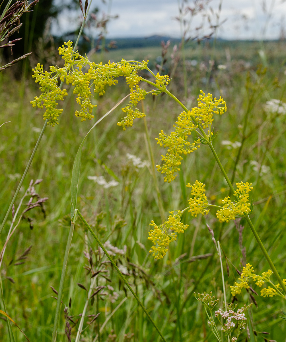 Image of Galium verum specimen.