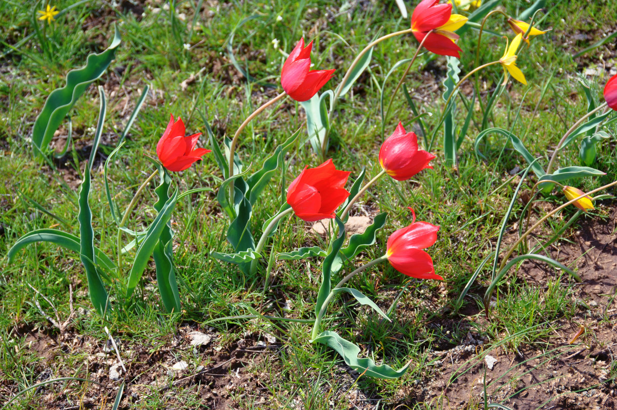 Image of Tulipa suaveolens specimen.