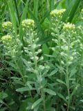 Alyssum turkestanicum var. desertorum