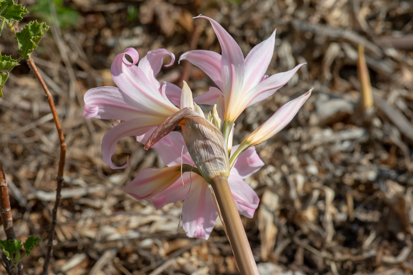 Image of Amaryllis belladonna specimen.