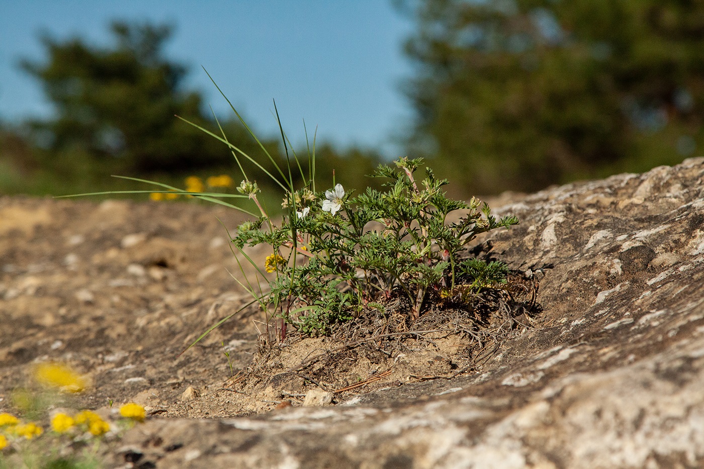 Изображение особи Erodium stevenii.