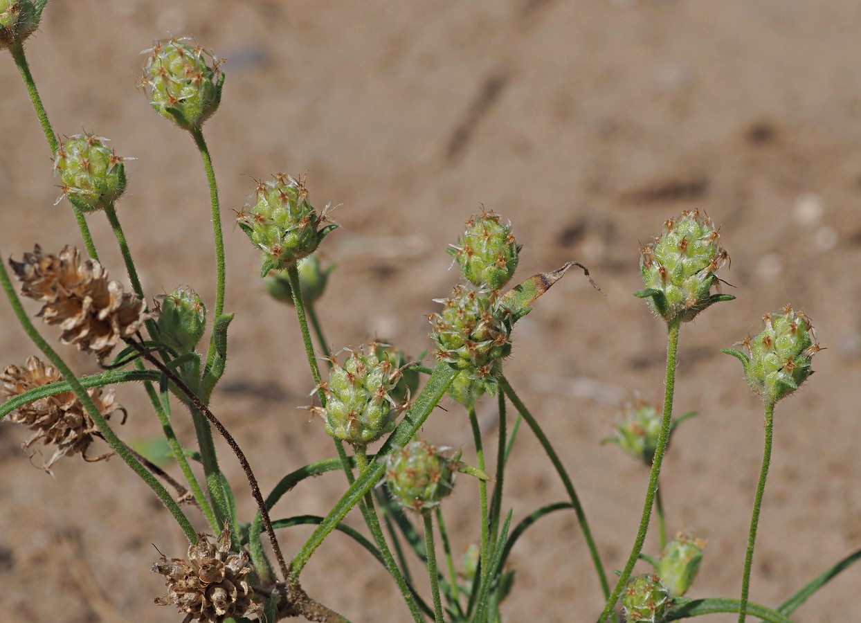 Image of Plantago arenaria specimen.