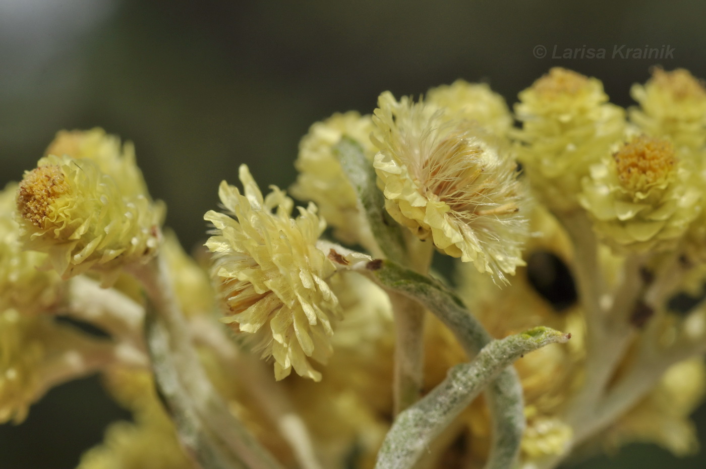 Изображение особи Helichrysum arenarium.