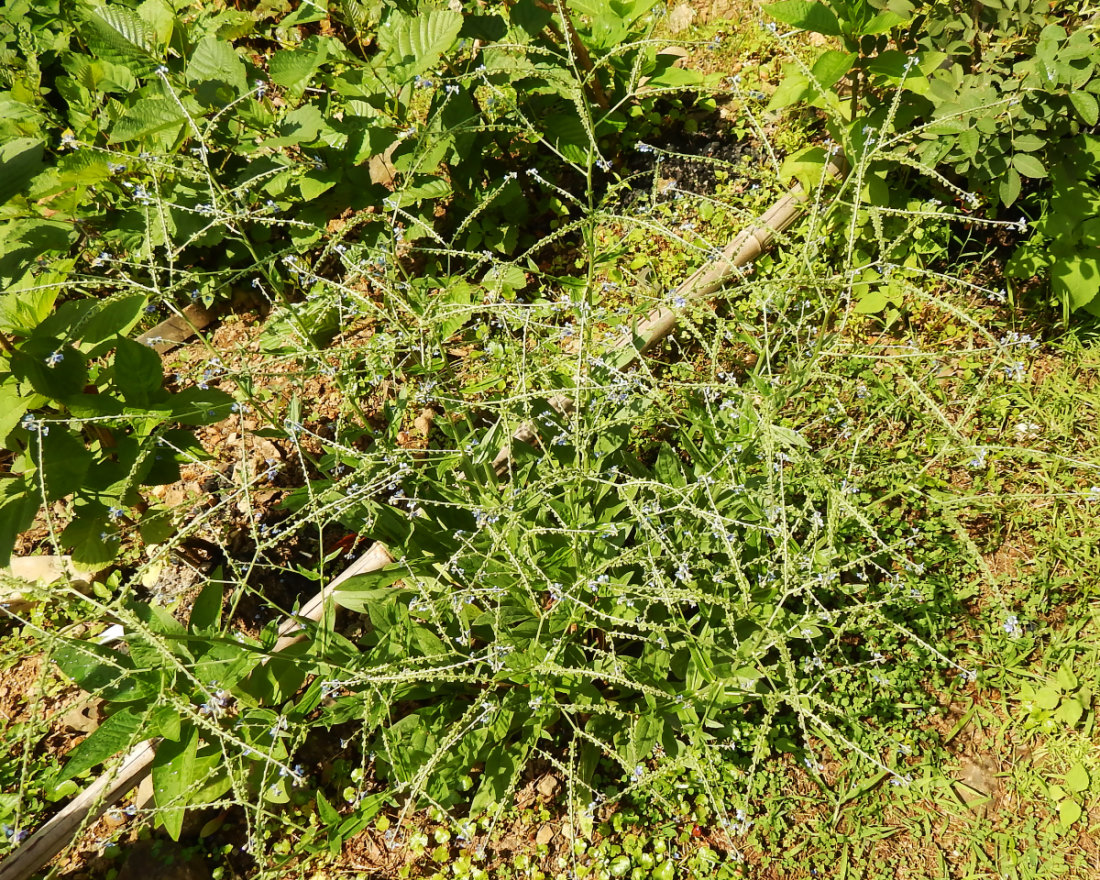 Image of Paracynoglossum glochidiatum specimen.