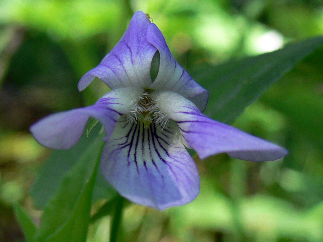 Image of Viola ruppii specimen.