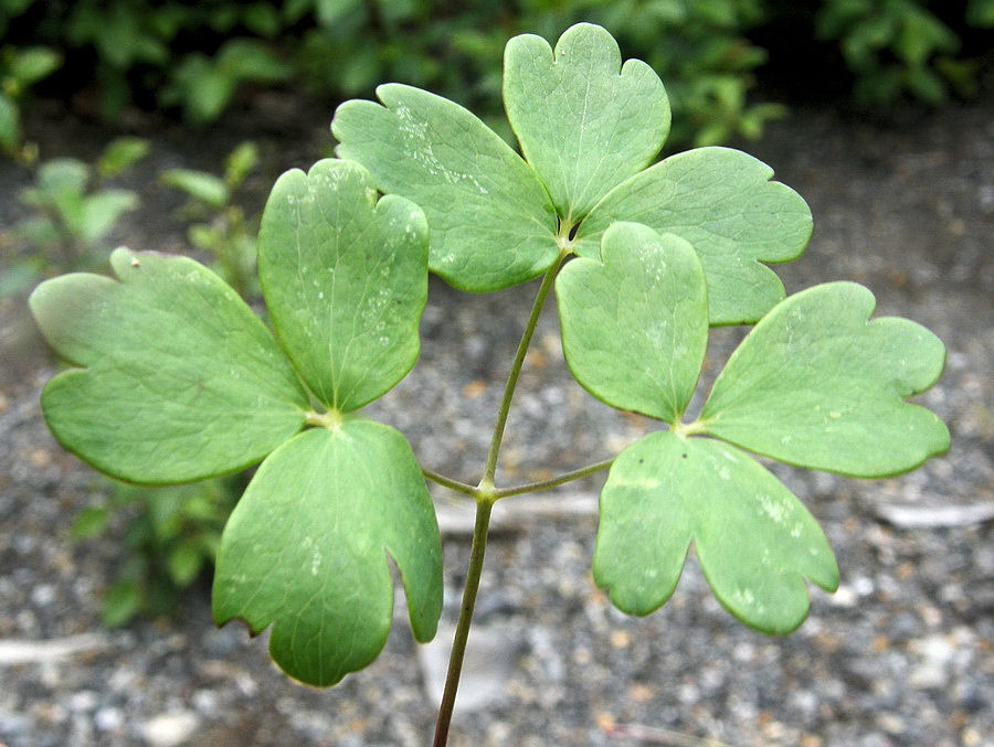 Image of Aquilegia parviflora specimen.