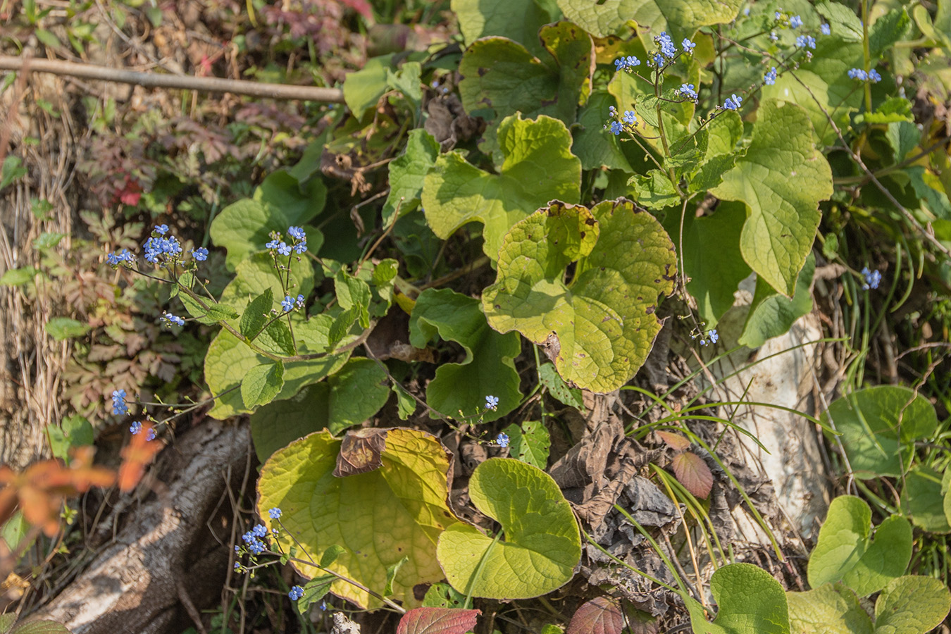 Image of Brunnera macrophylla specimen.