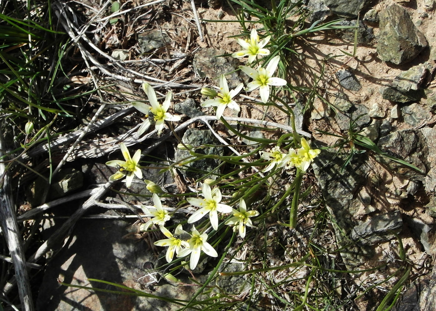 Image of Gagea ova specimen.