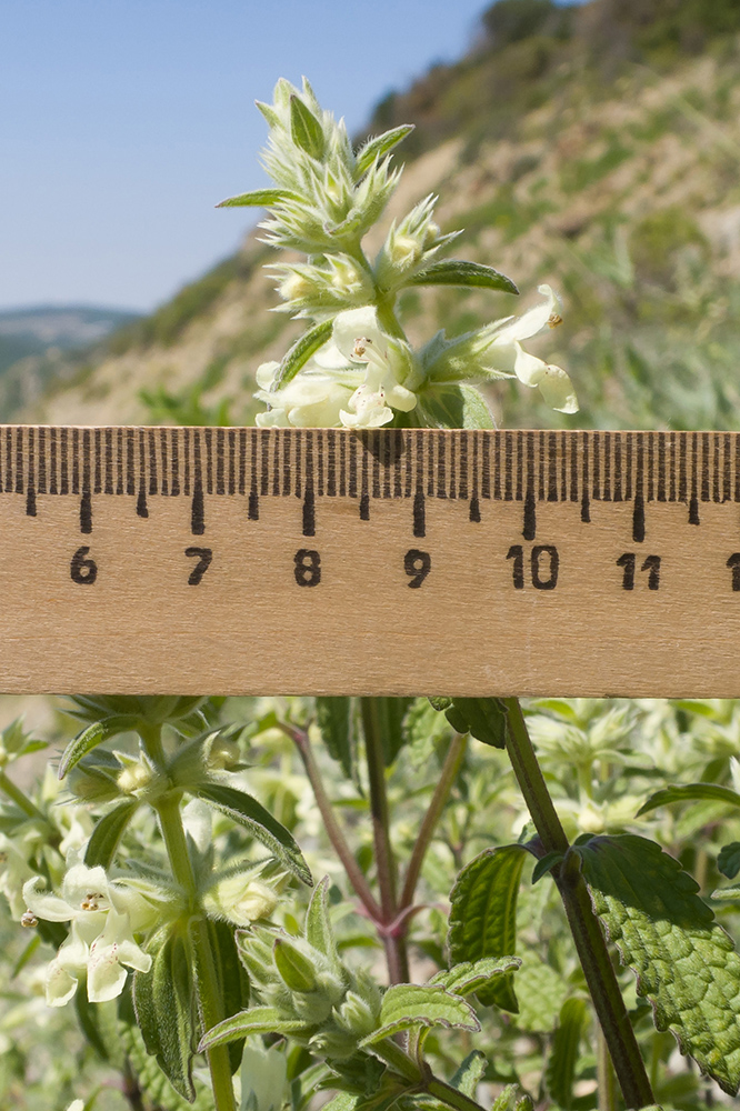 Image of Stachys pubescens specimen.