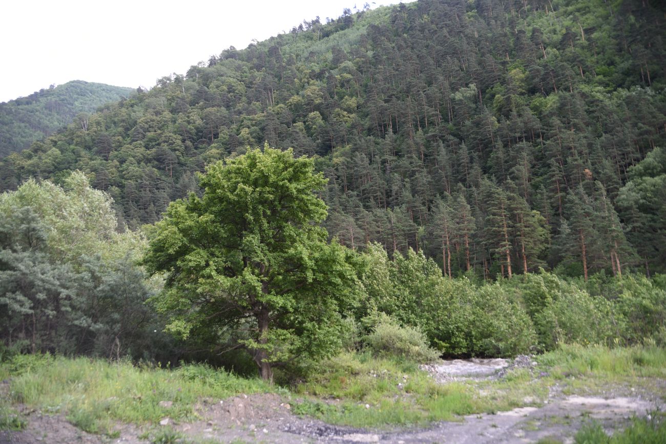 Image of Pyrus caucasica specimen.