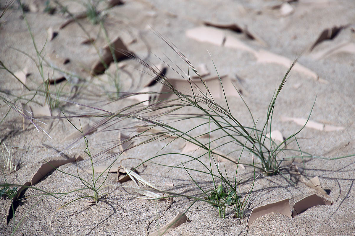 Изображение особи семейство Poaceae.