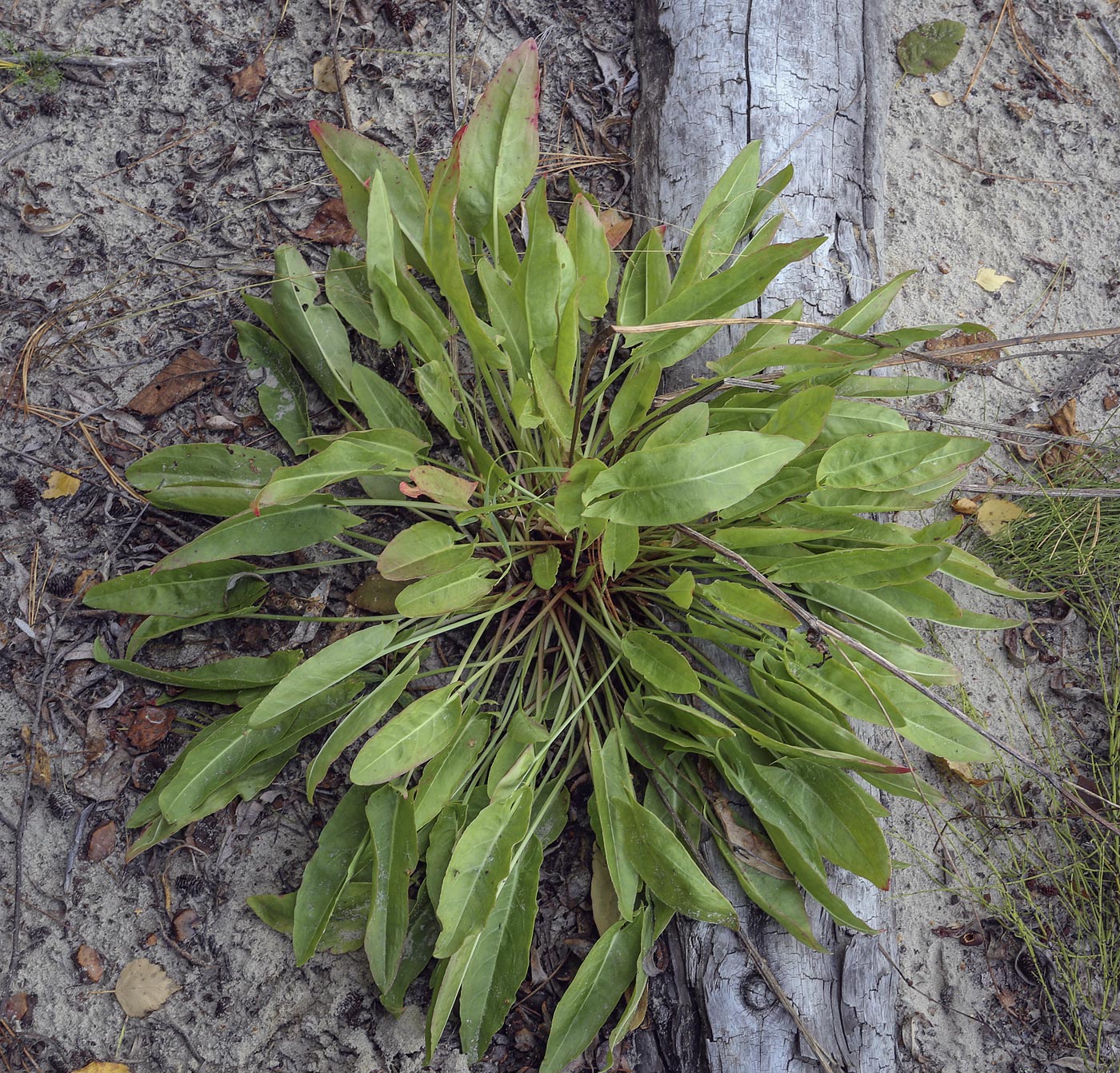 Image of Rumex acetosa specimen.