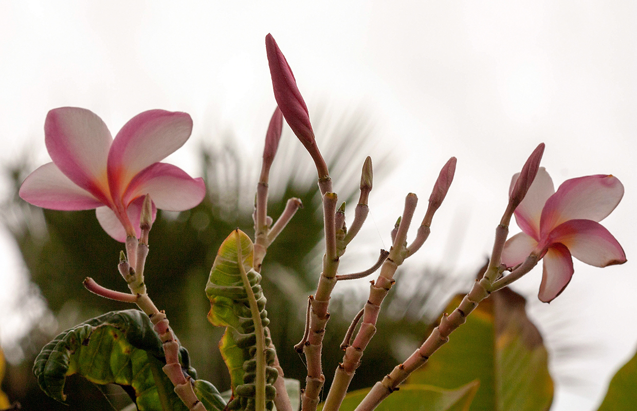 Image of Plumeria rubra specimen.