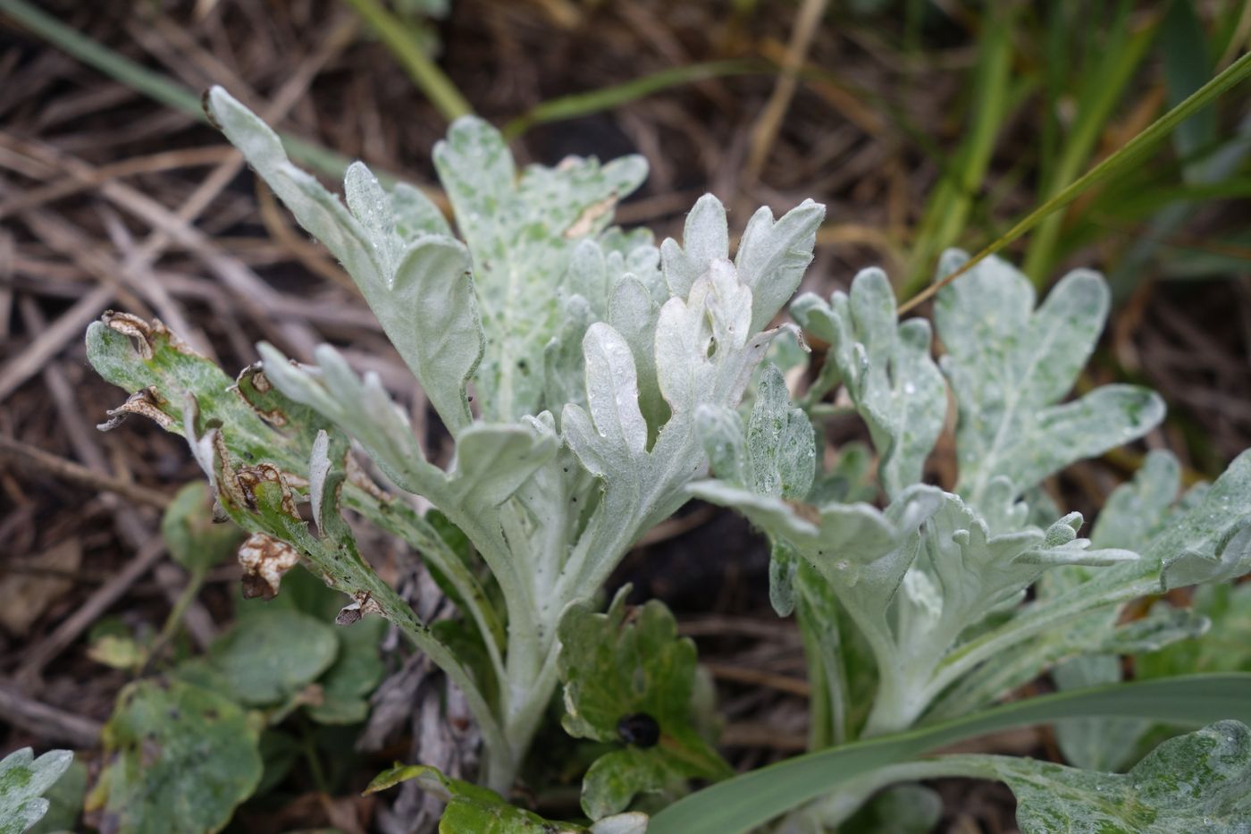 Изображение особи Artemisia stelleriana.