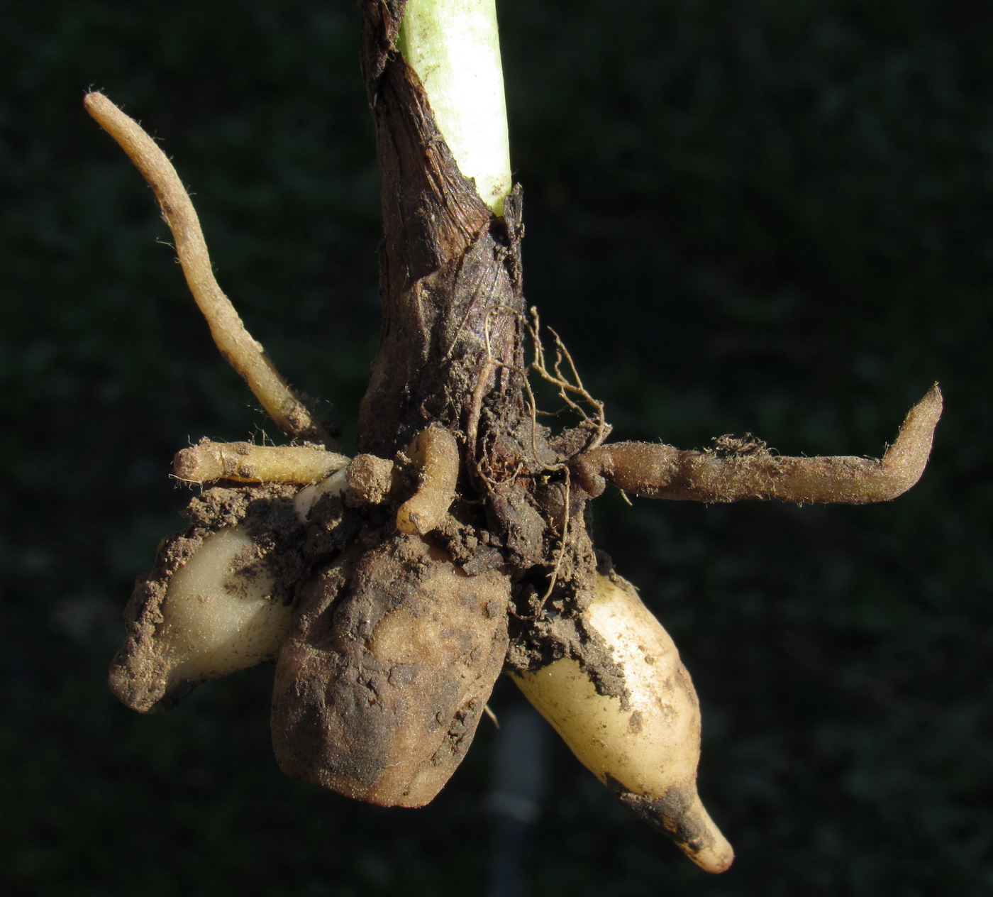 Image of Platanthera zhelesnajae specimen.