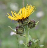 Inula helenium. Верхушка цветущего растения. Республика Ингушетия, Джейрахский р-н, ур. Нижний Кяхк, луг. 20 июля 2022 г.