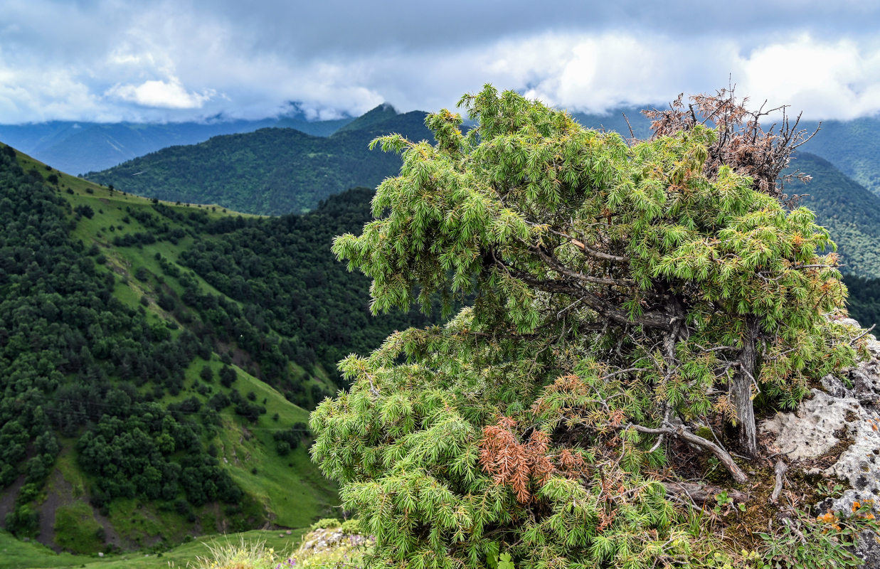 Изображение особи Juniperus oblonga.