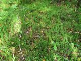 Смотреть изображение Lycopodium annotinum