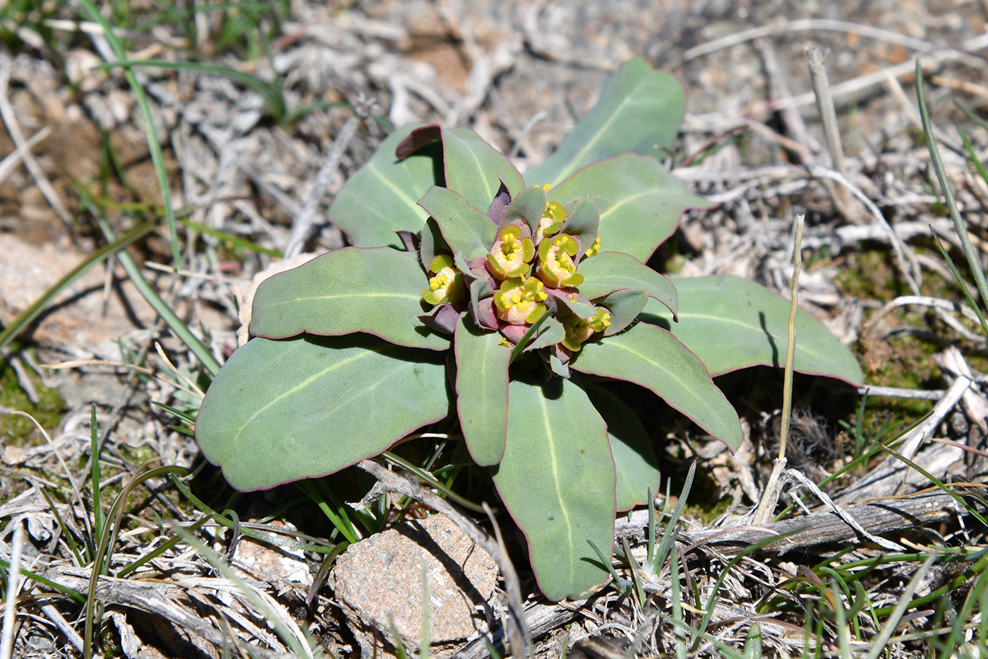 Image of Euphorbia rapulum specimen.