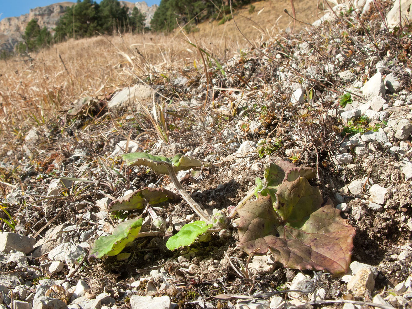 Image of Tussilago farfara specimen.