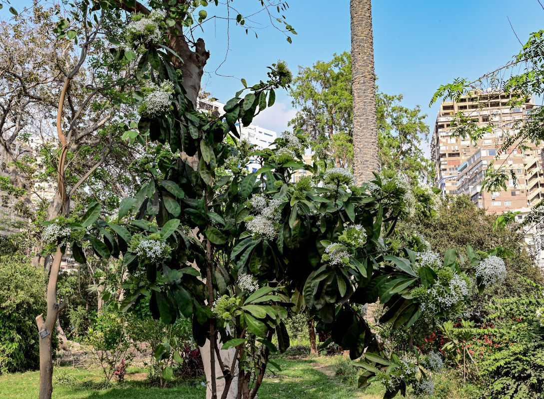 Image of Ixora finlaysoniana specimen.