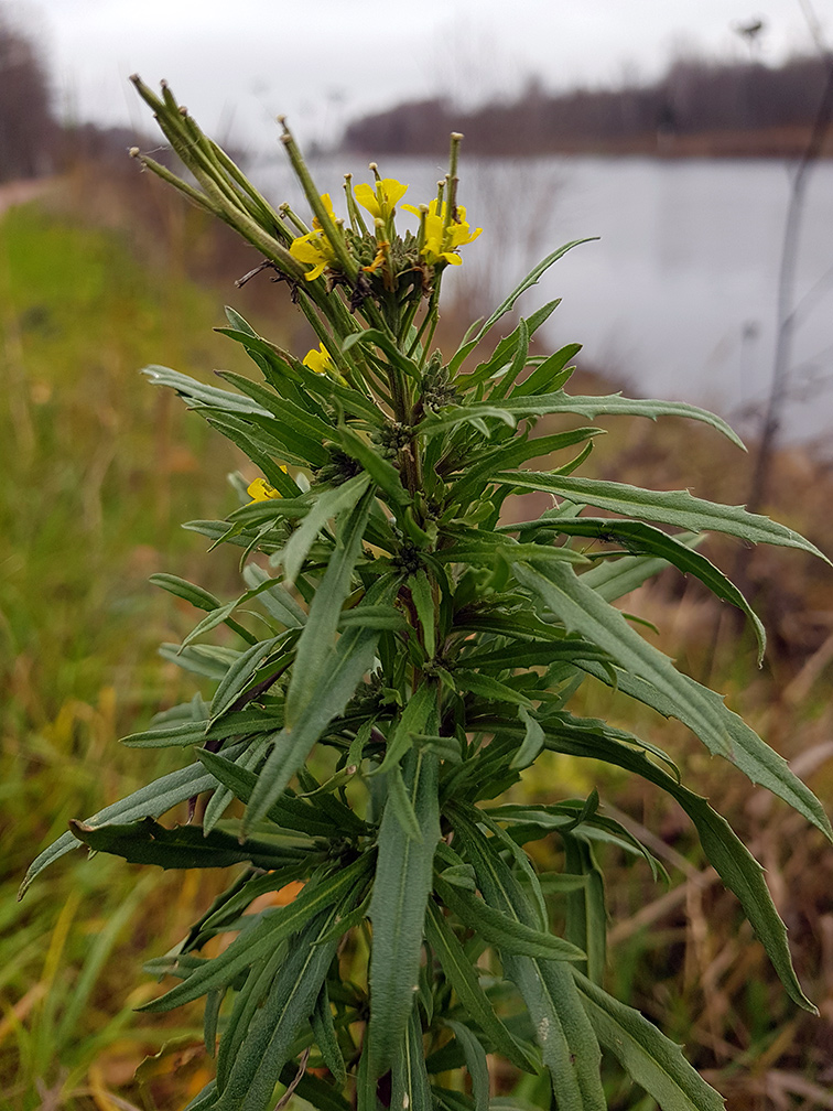 Image of Erysimum hieraciifolium specimen.