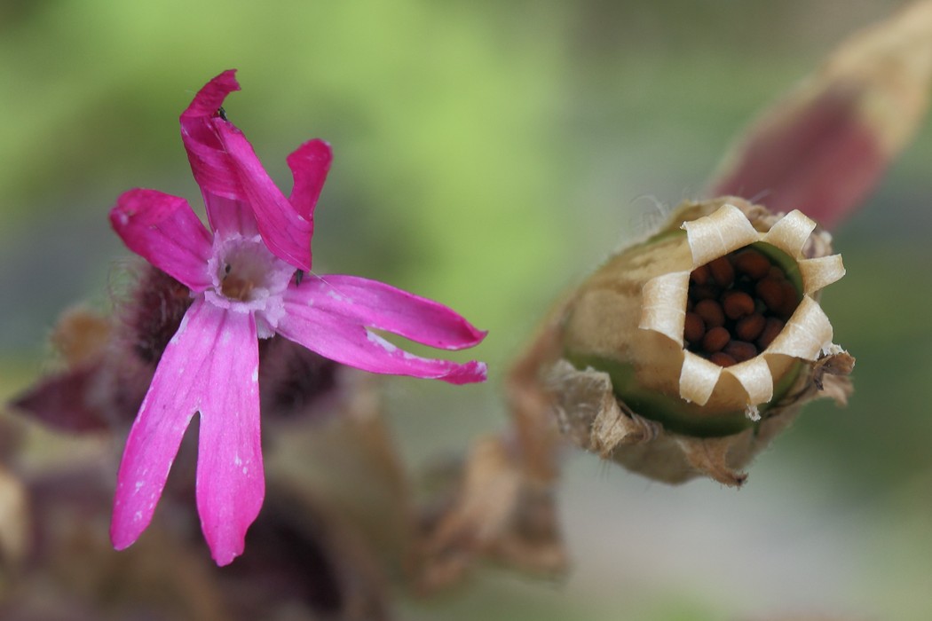 Изображение особи Melandrium dioicum.