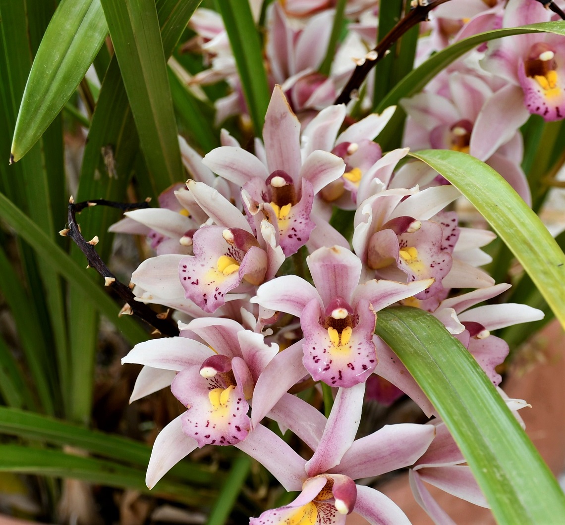 Изображение особи род Cymbidium.