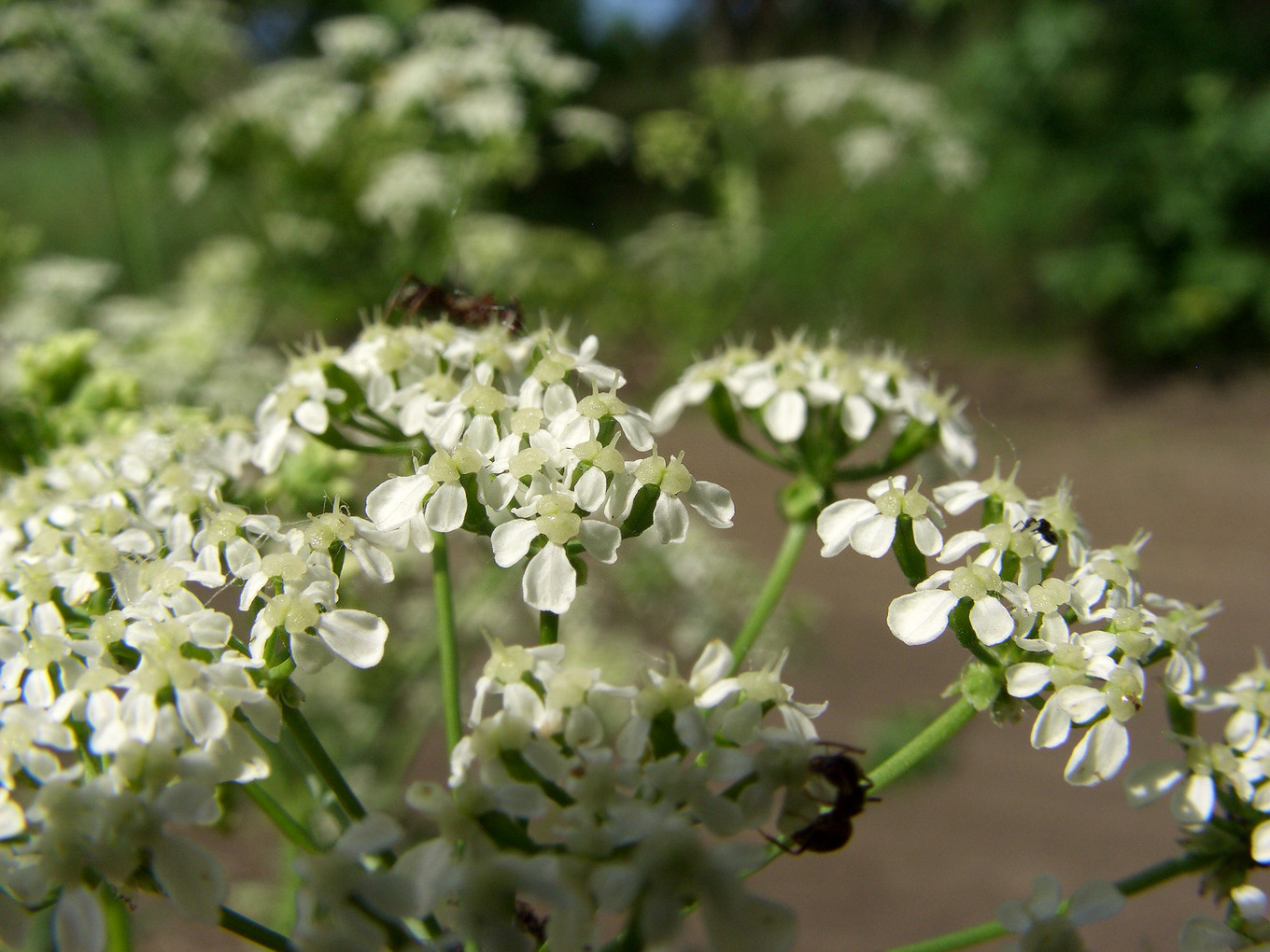 Изображение особи Anthriscus sylvestris.