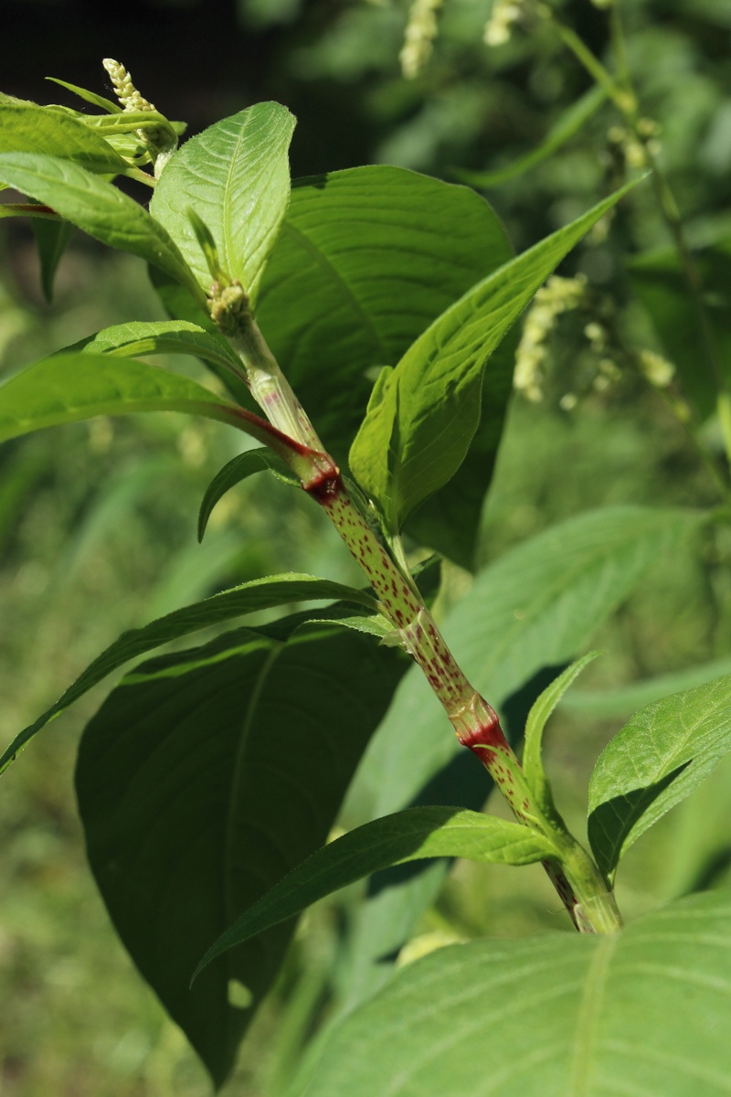 Image of Persicaria scabra specimen.