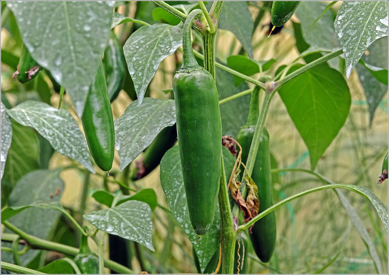 Изображение особи Capsicum annuum.