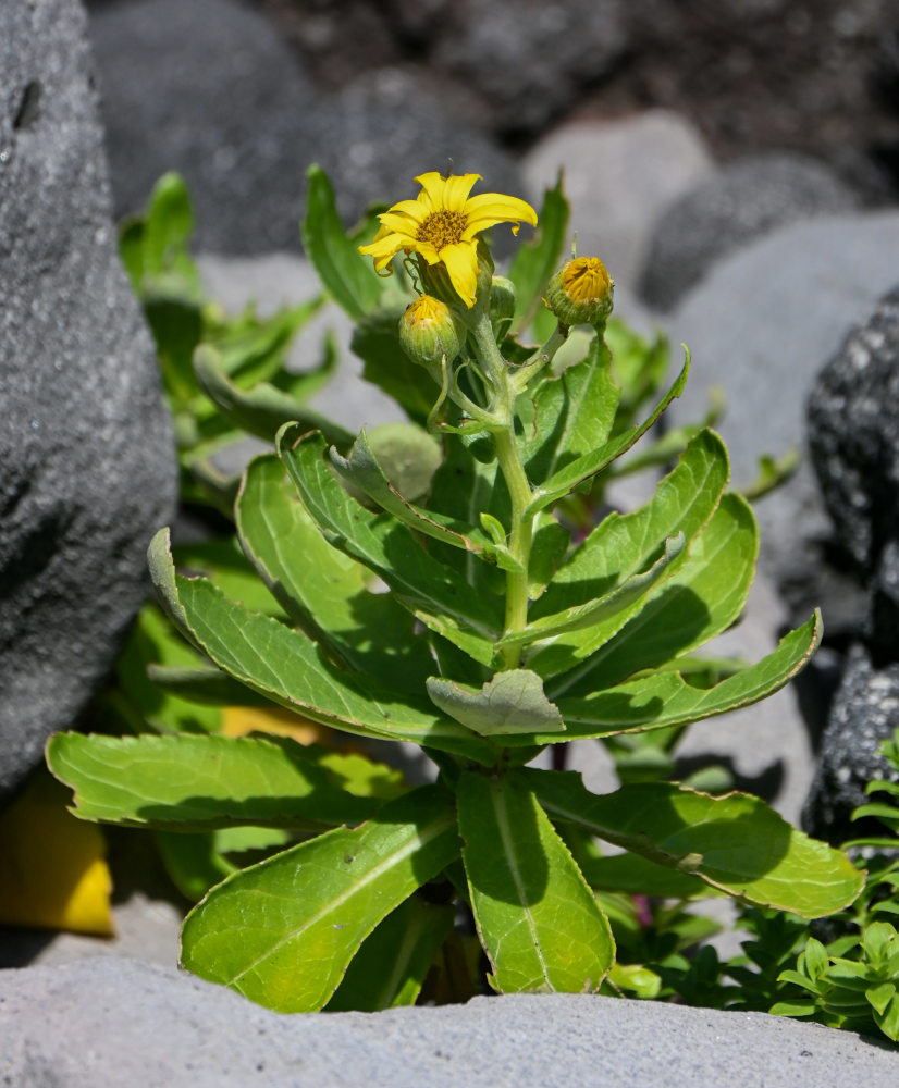 Image of Senecio pseudoarnica specimen.