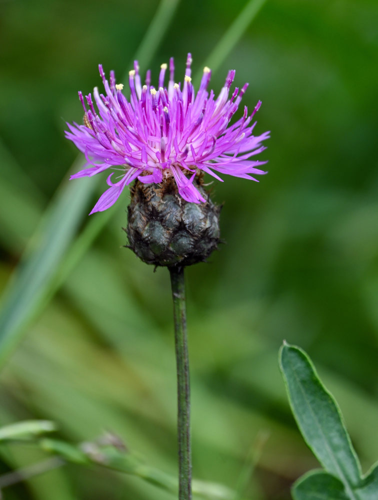 Изображение особи Centaurea ossethica.