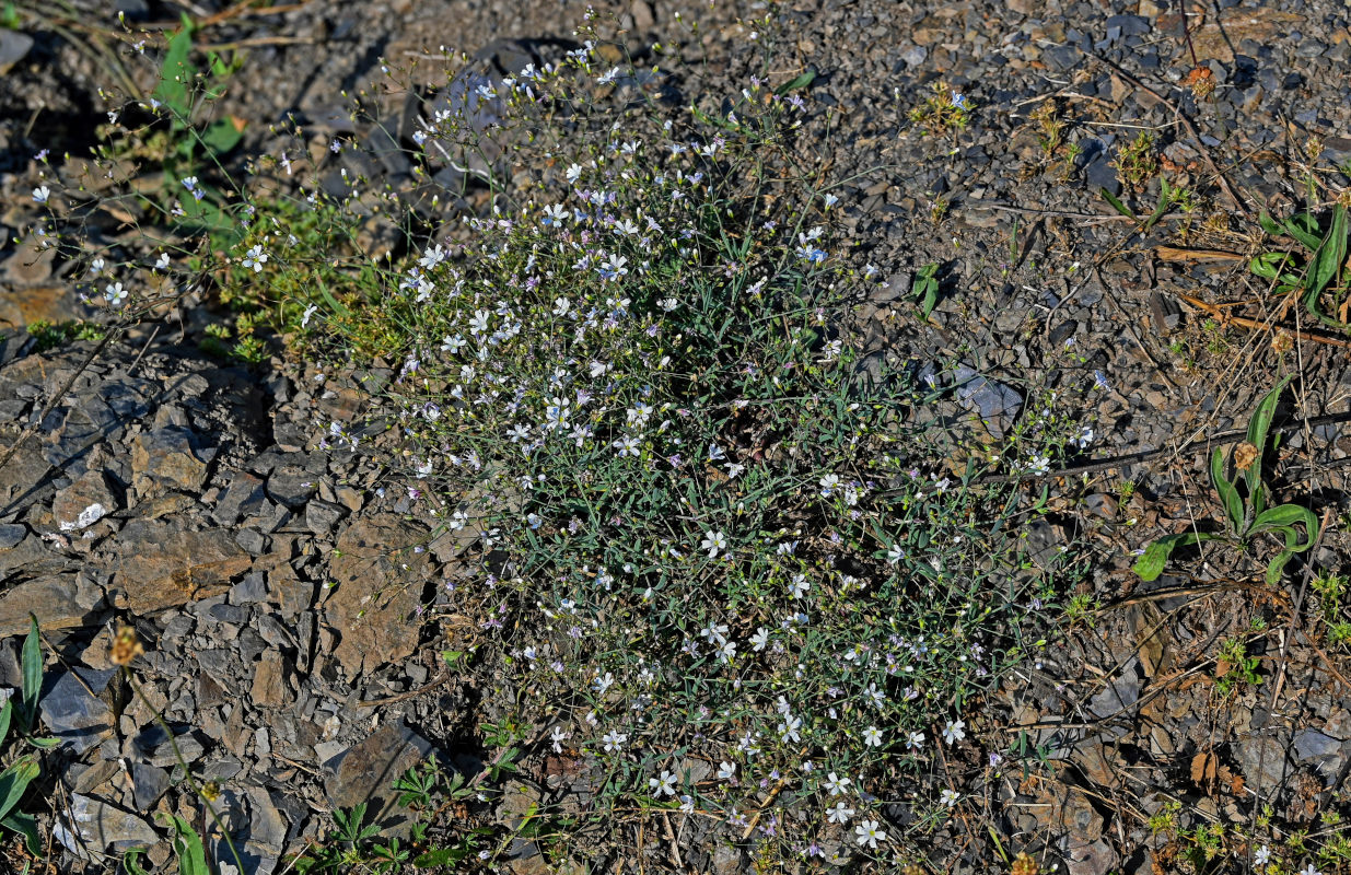 Image of Gypsophila elegans specimen.