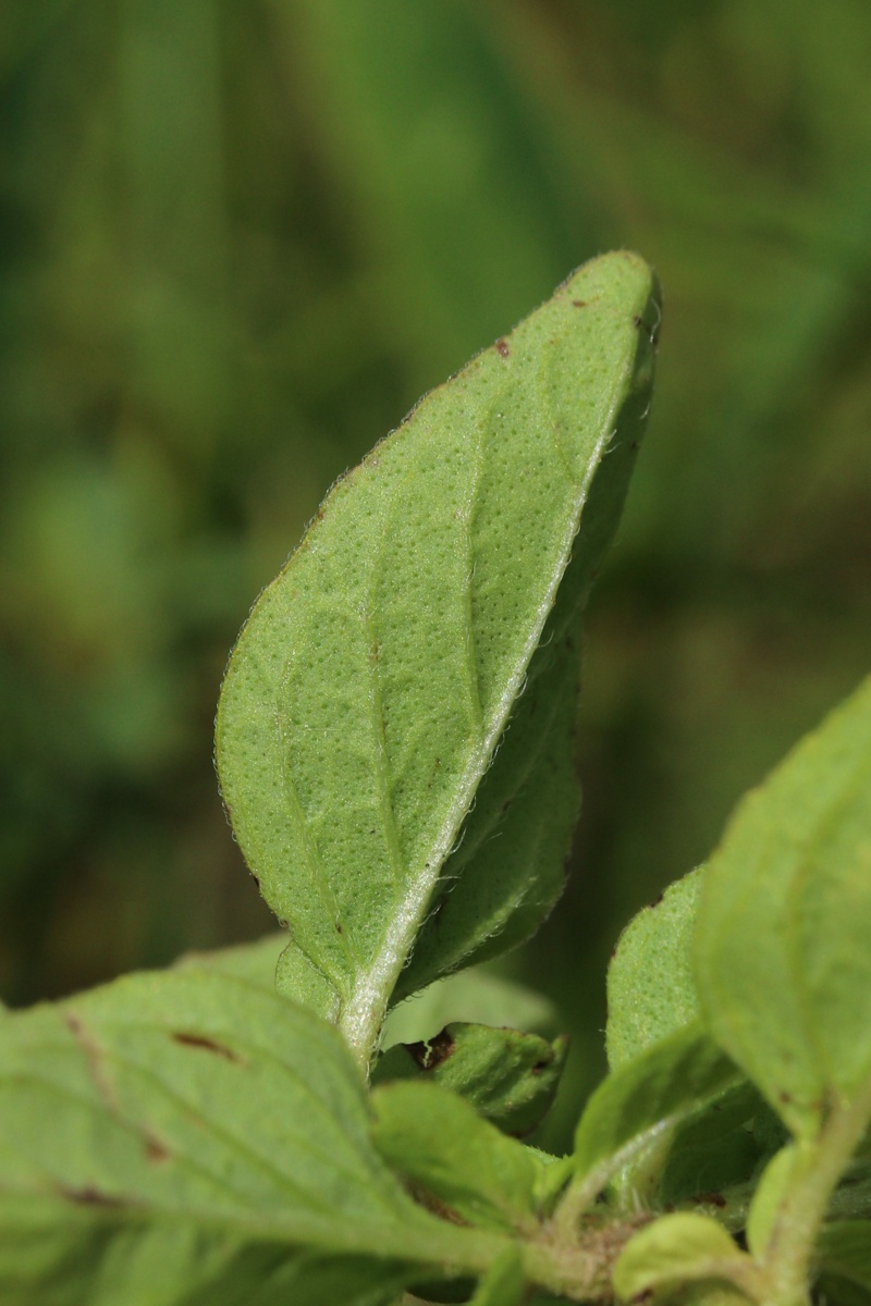 Image of Origanum vulgare specimen.