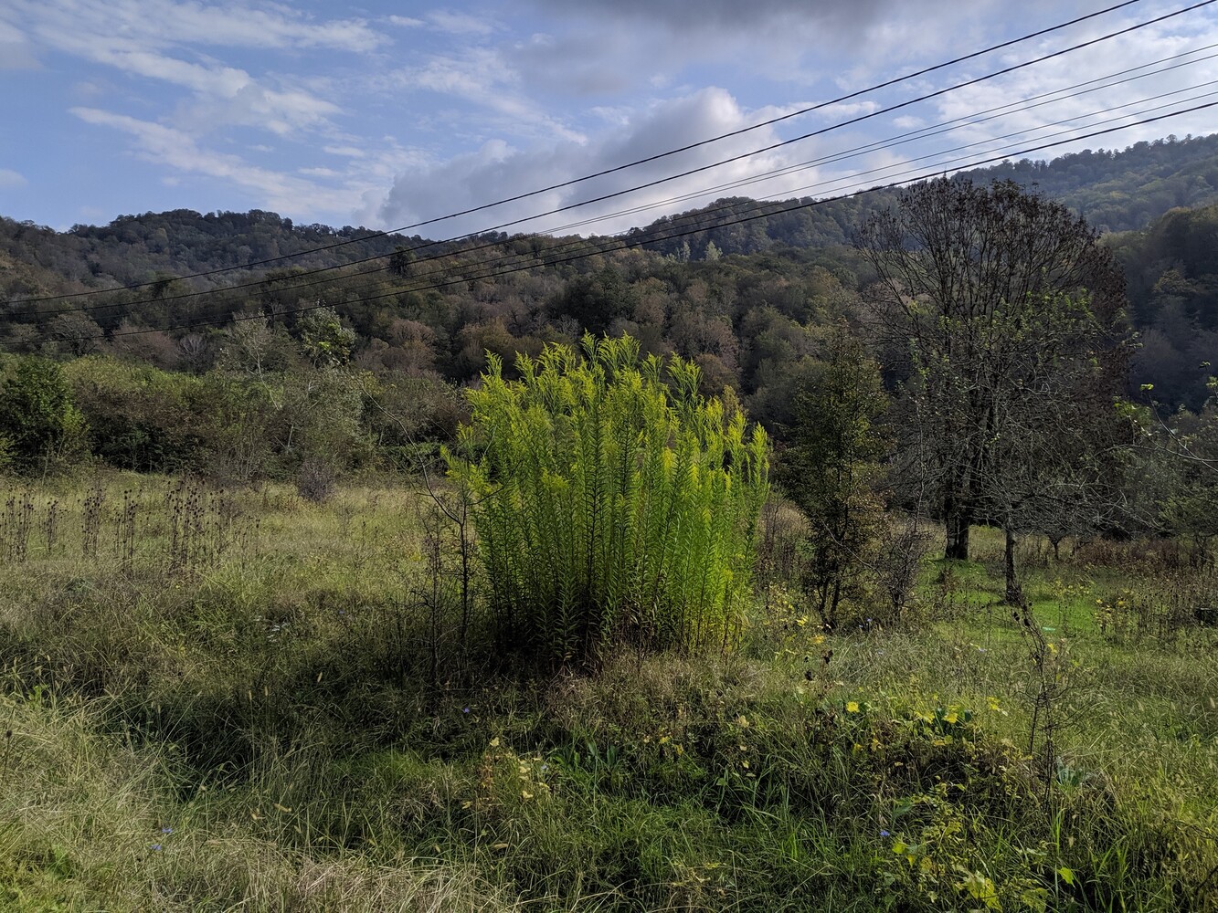 Image of Solidago canadensis specimen.