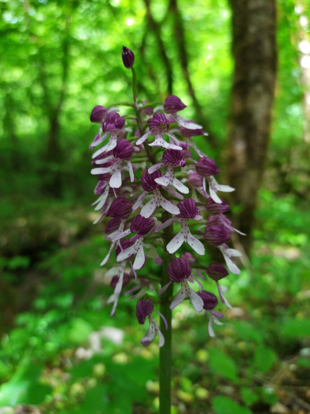 Image of Orchis purpurea ssp. caucasica specimen.