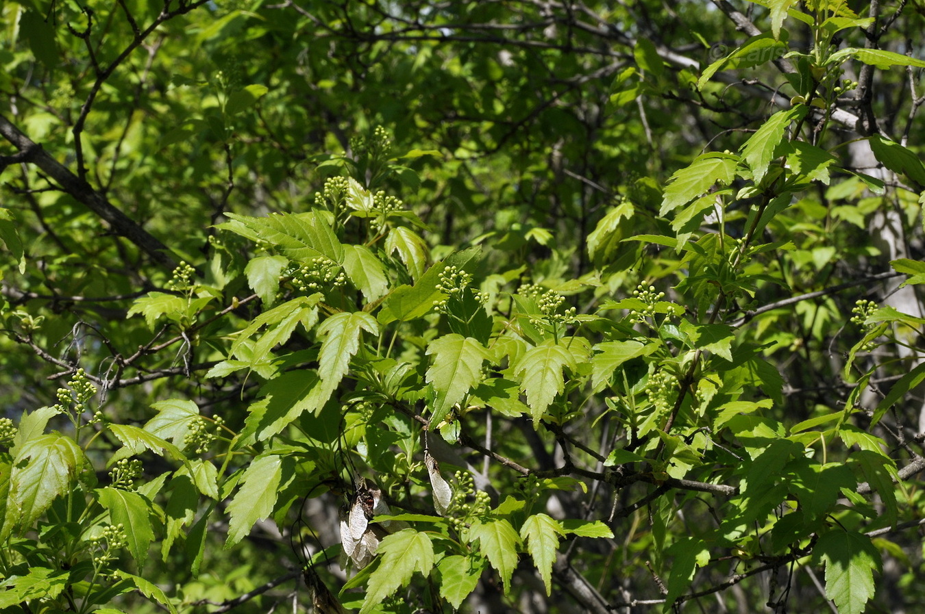 Image of Acer ginnala specimen.