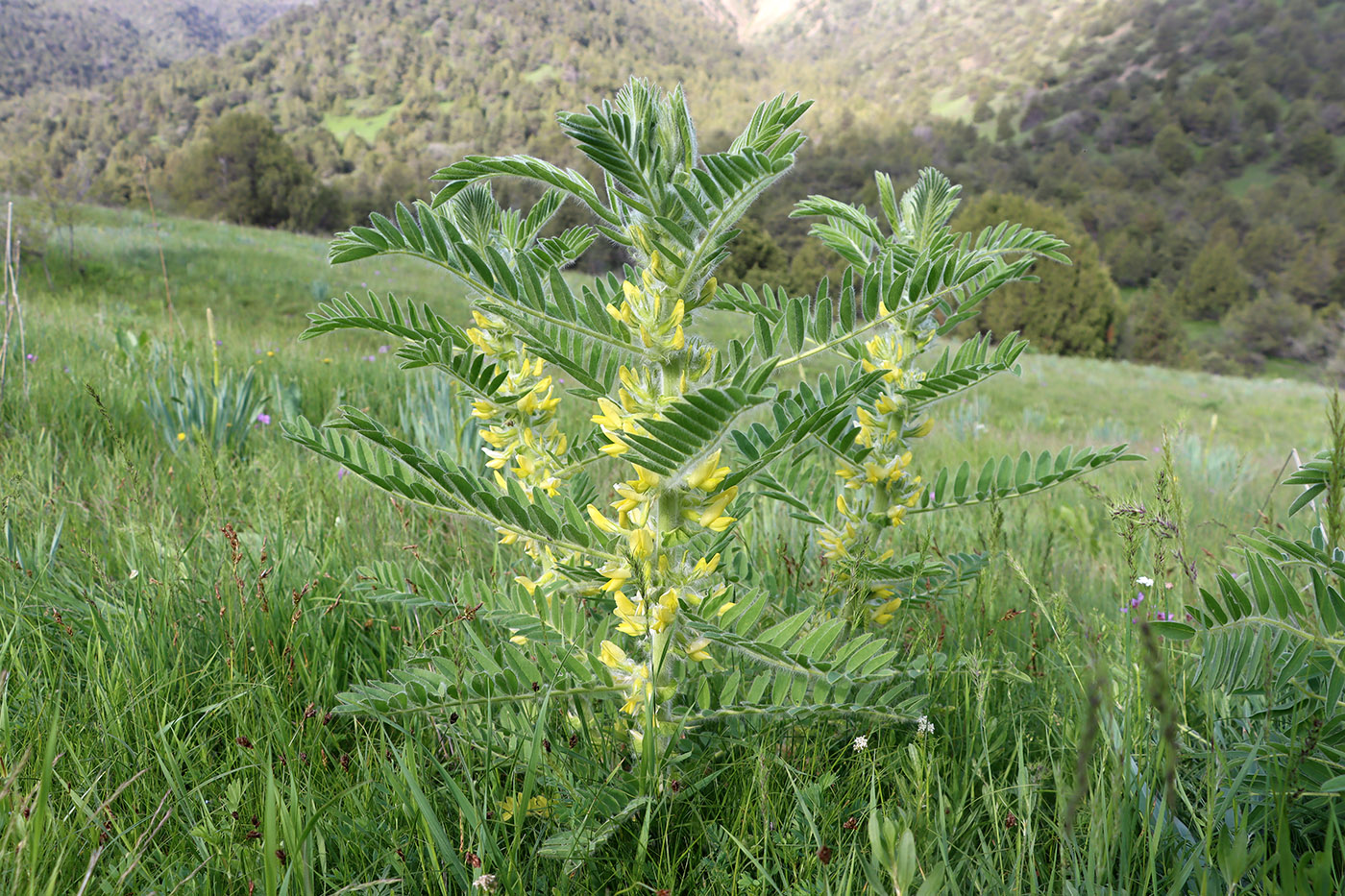 Изображение особи Astragalus sieversianus.