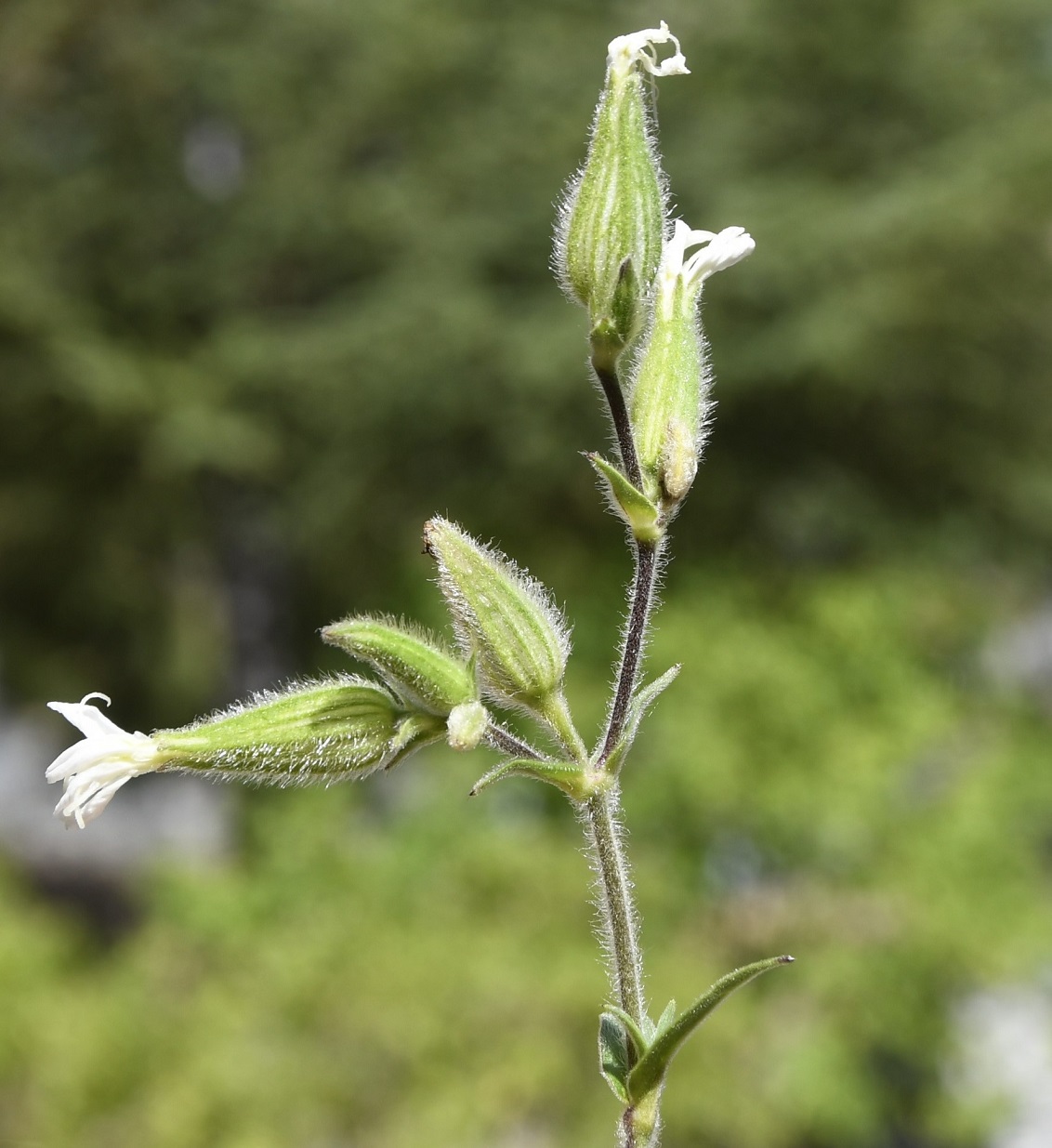 Изображение особи Melandrium latifolium.