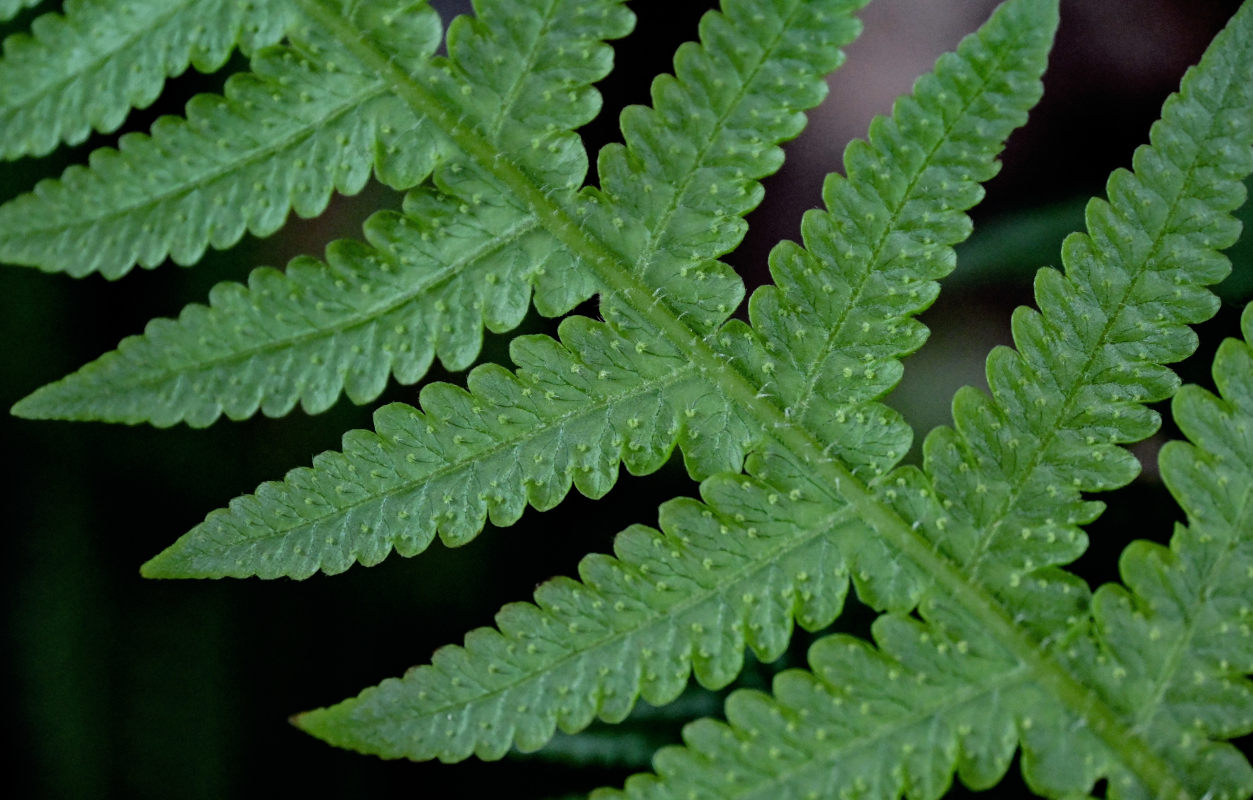 Изображение особи Phegopteris decursive-pinnata.