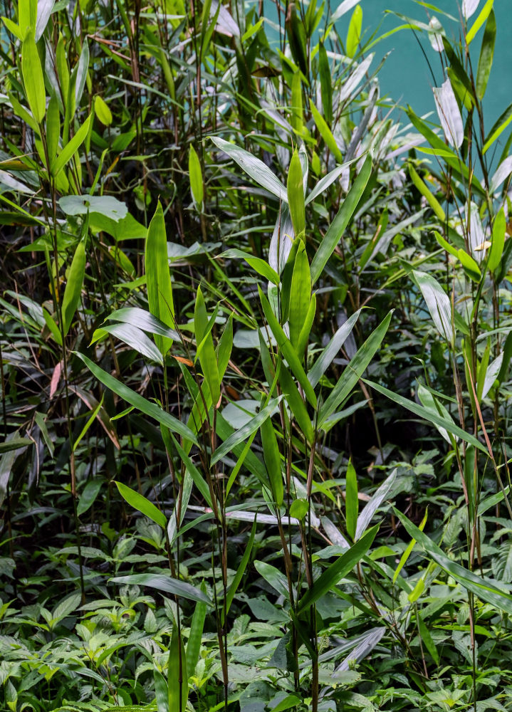 Image of Phyllostachys pubescens specimen.