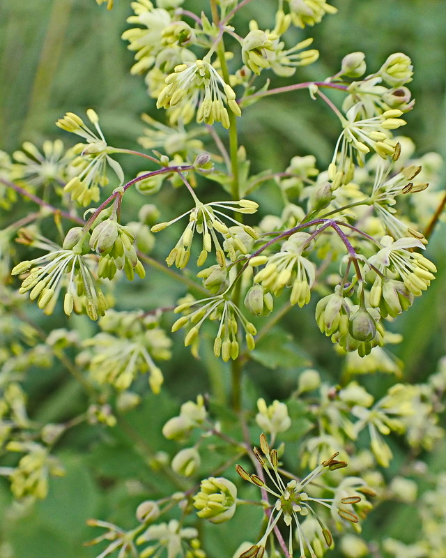 Image of Thalictrum minus specimen.