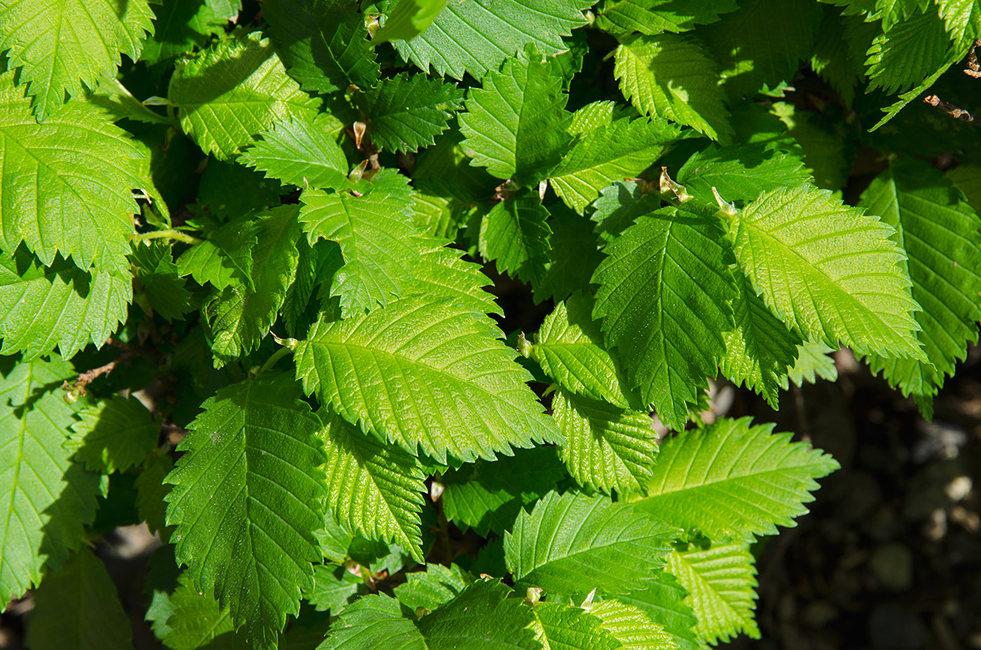 Image of genus Ulmus specimen.