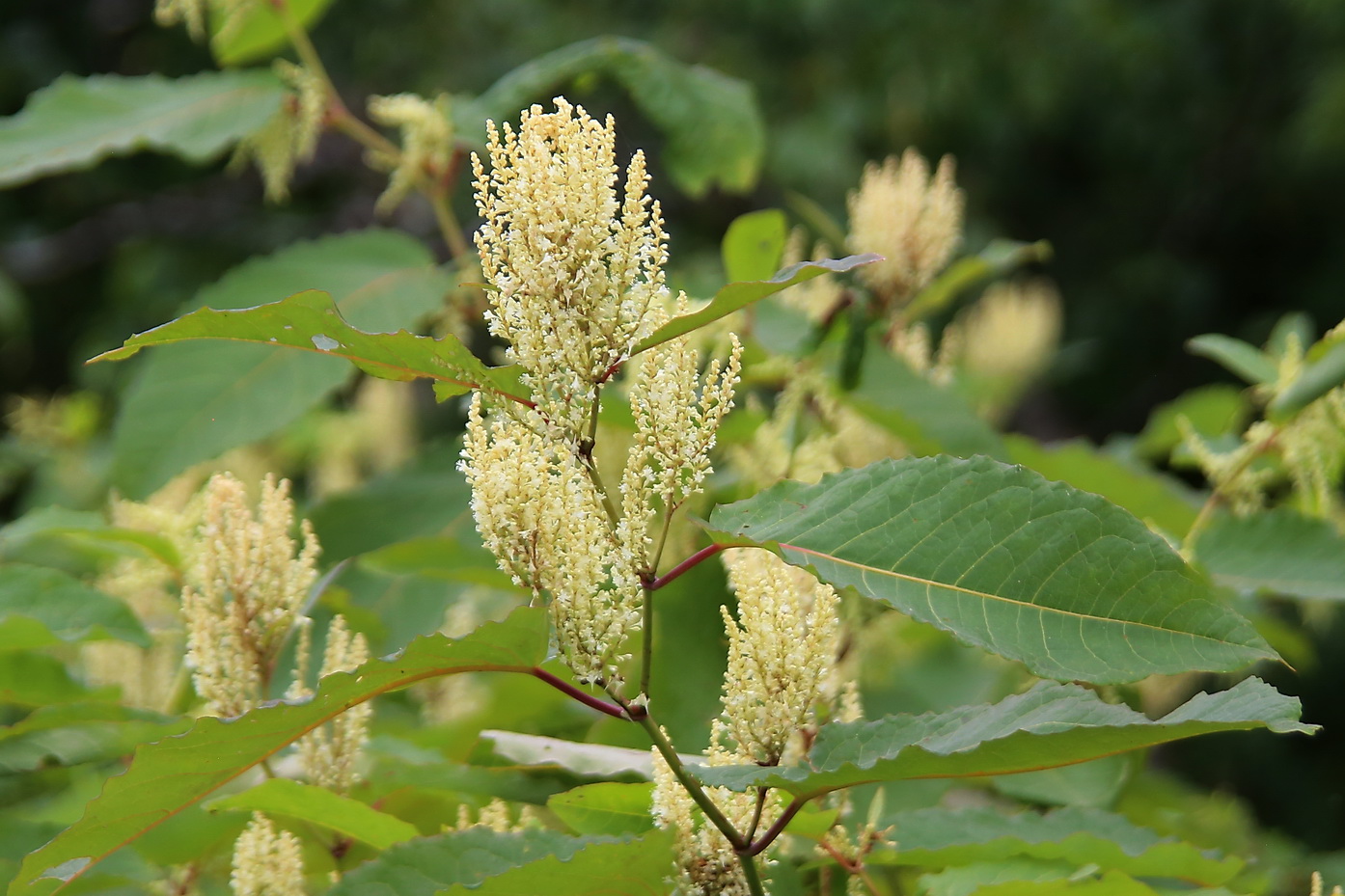 Изображение особи Reynoutria sachalinensis.