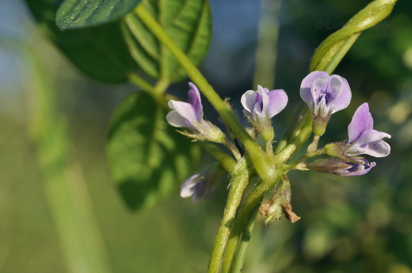 Изображение особи Glycine soja.