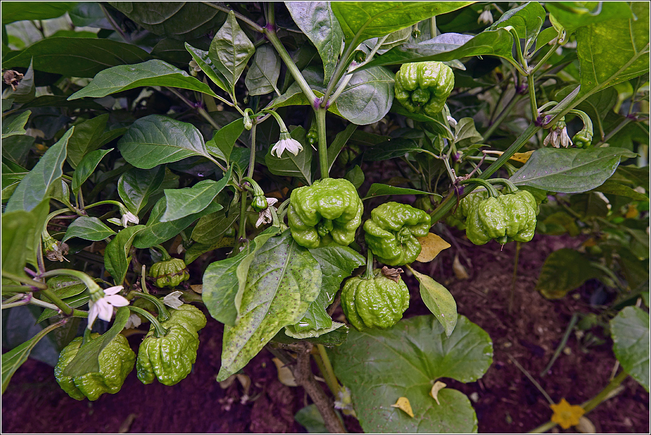 Image of Capsicum chinense specimen.