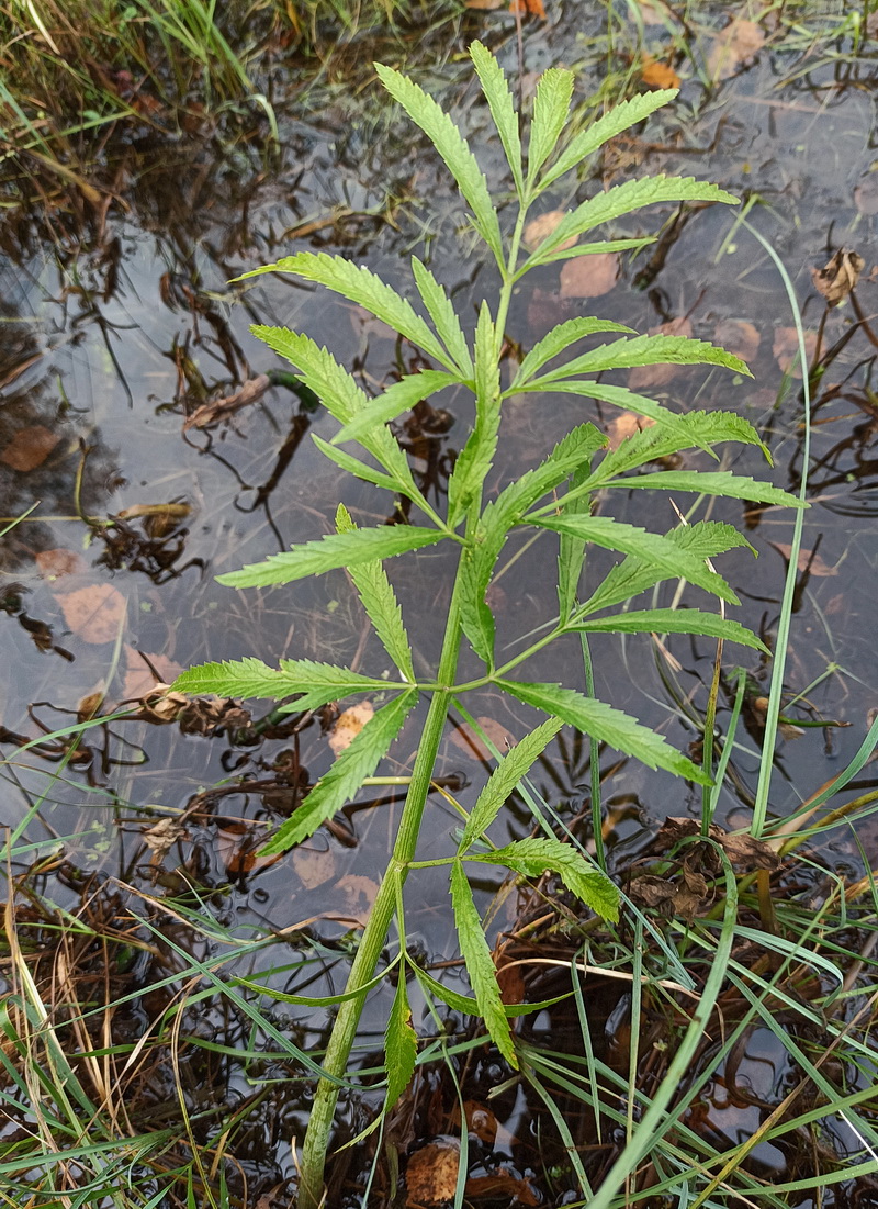 Image of Cicuta virosa specimen.