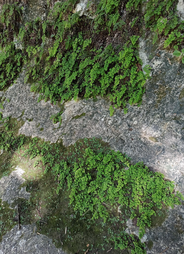 Image of Adiantum capillus-veneris specimen.